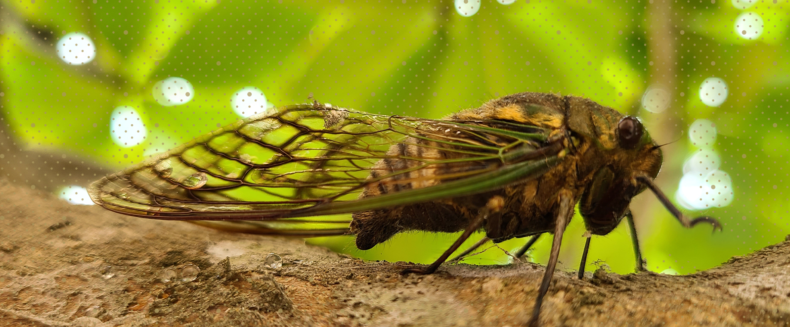 a closeup image of a cicada on a tree limb with green leaves in background