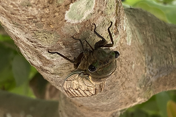 A closeup image of a cicada on a tree branch.