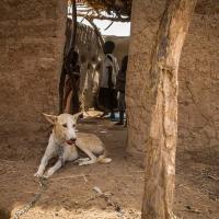 A dog in Chad is tethered to prevent the spread of Guinea worm disease. The number of human and animal cases of the disease in Chad dropped by 27% from 2021 to 2022. [Courtesy of Carter Center]