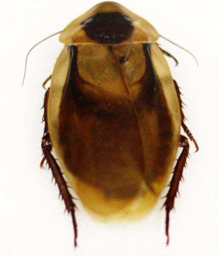 <p>The swings of the cockroach's legs can be graphed similarly to a pendulum's swings into sine waves. These lead to better mathematical understanding of the insect's locomotion. Credit: Georgia Tech / Sponberg / Neveln</p>
