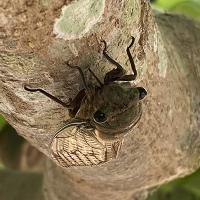 An image of a cicada on a tree branch