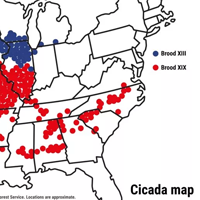 A map shows the approximate areas occupied by two populations of cicadas that are set to emerge in the coming weeks. Brood XIII resides in an area from southern Wisconsin to central Illinois, while the larger Brood XIX nests across a swath from Missouri to the Carolinas.