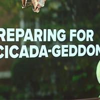Preparing for Cicada-geddon