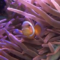 <p>A clownfish peers out of an anemone in a tank at Georgia Aquarium. Anemones usually sting, kill and eat fish, but not clownfish. Georgia Tech researchers found that the microbial colonies in the slime covering clownfish shifted markedly when the nested in an anemone. Could the microbes be putting out chemical messengers that pacify the fish killer? Credit: Georgia Tech / Ben Brumfield</p>