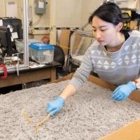 <p>Georgia Tech undergraduate student Lillian Chen demonstrates how she and colleague Alex Hubbard studied snakes as they moved through an arena covered with shag carpet to mimic sand. (Photo: Allison Carter, Georgia Tech)</p>